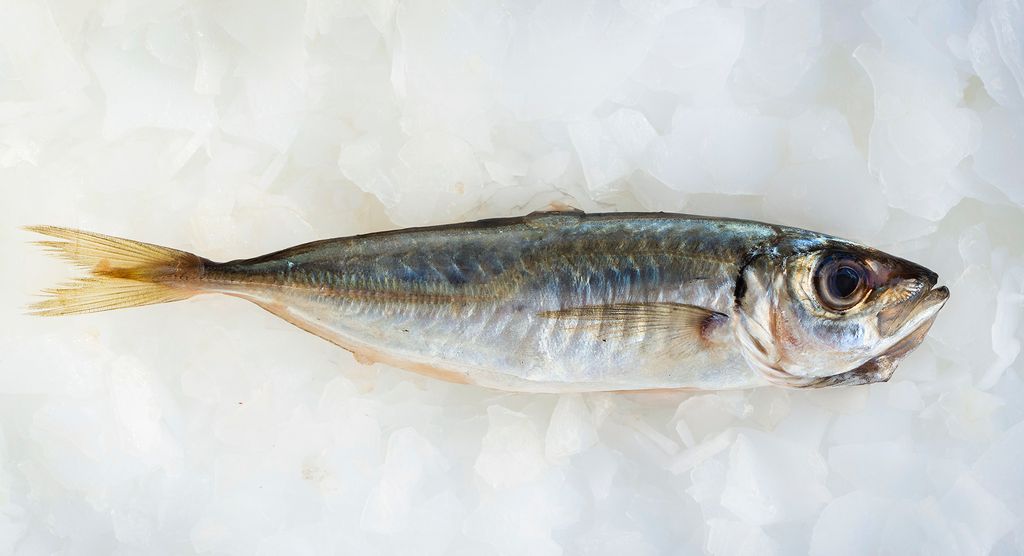 buy sushi grade fish