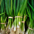 bunch of green onions